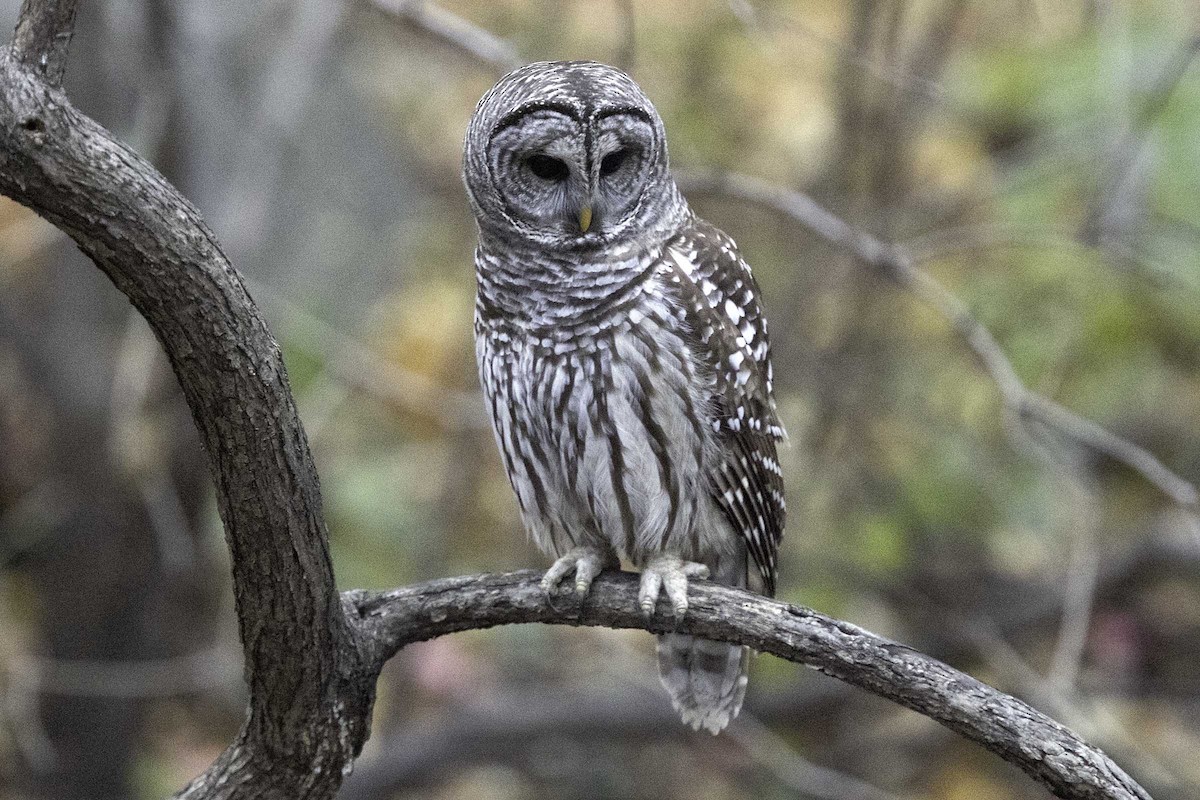 Barred Owl - ML645534775
