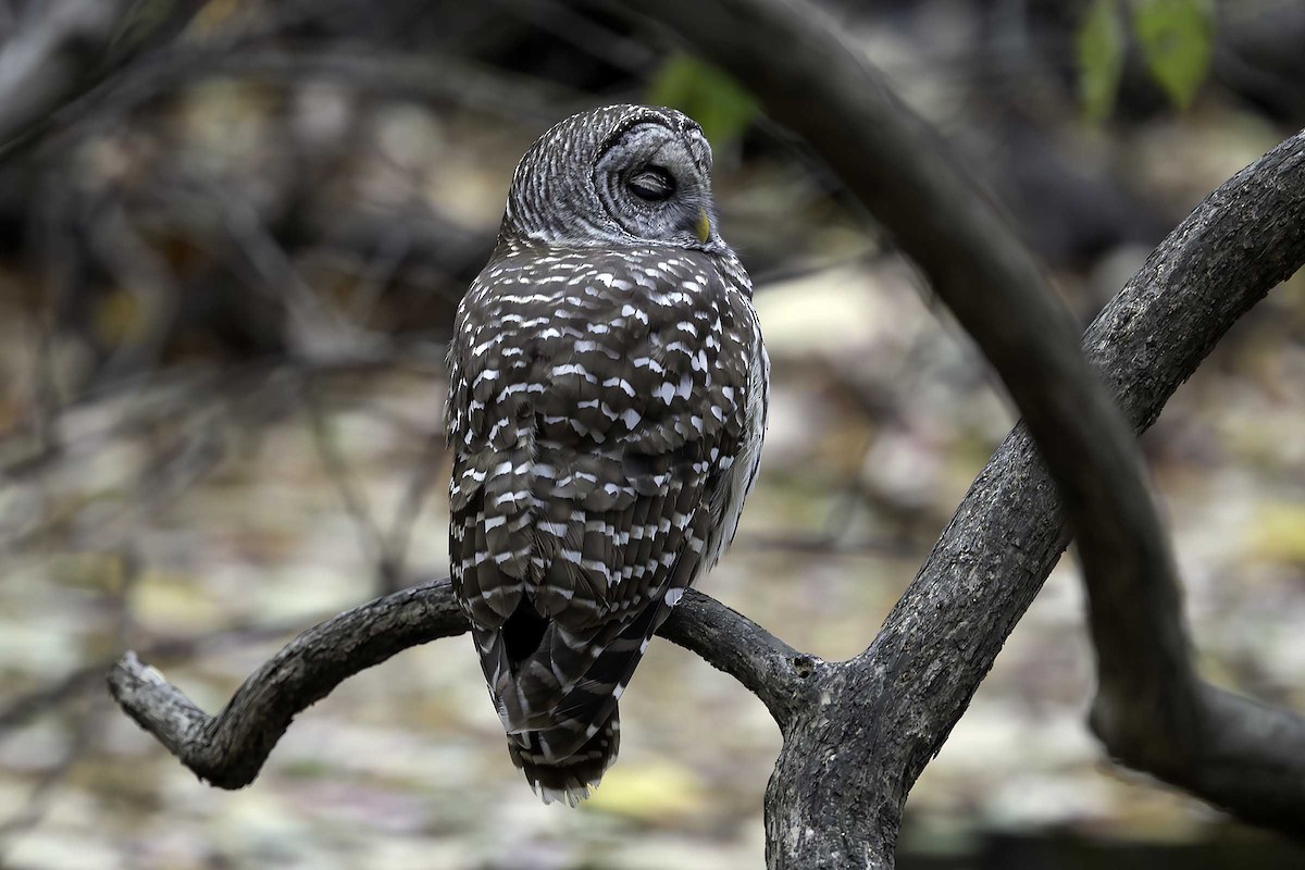 Barred Owl - ML645534776
