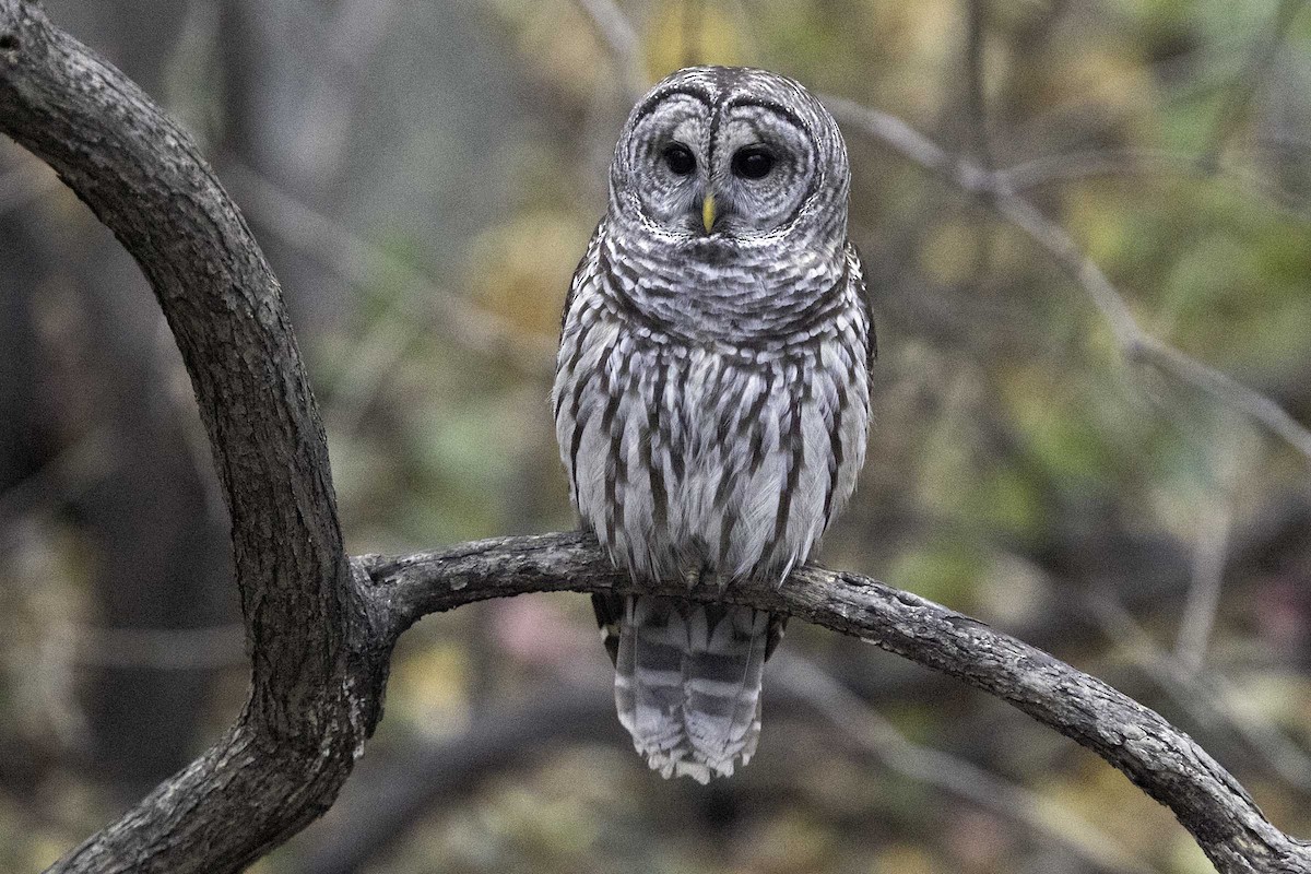 Barred Owl - ML645534777