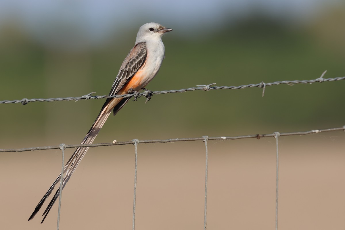 Тиран мексиканський - ML645534778