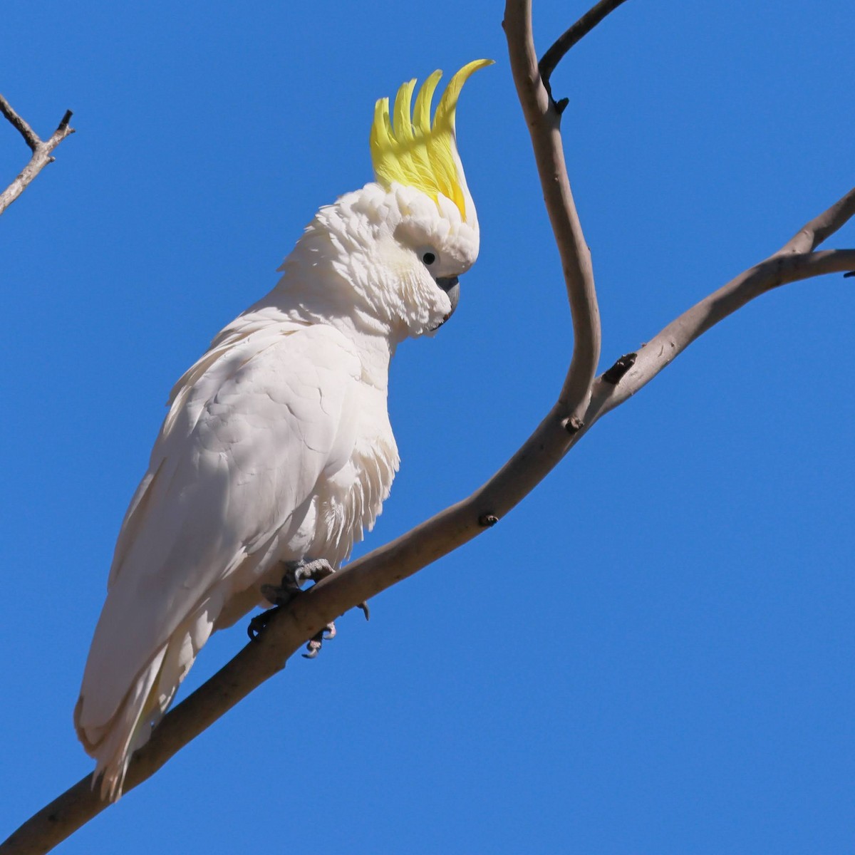 Какаду жовточубий - ML645534779