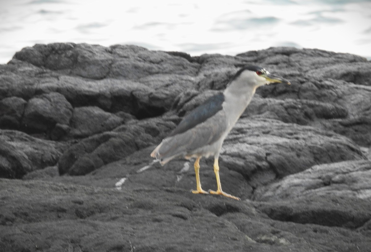 Квак звичайний - ML645534780