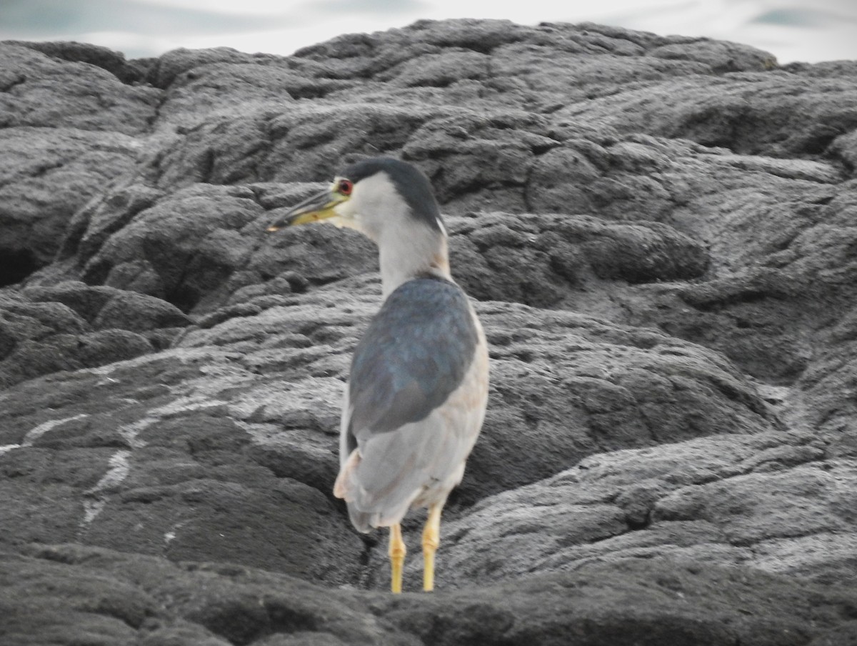 Квак звичайний - ML645534781