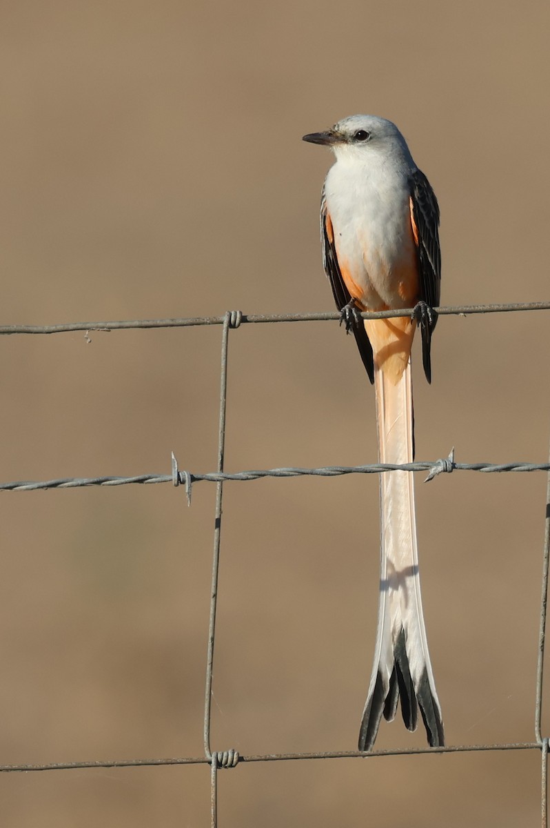 Тиран мексиканський - ML645534782