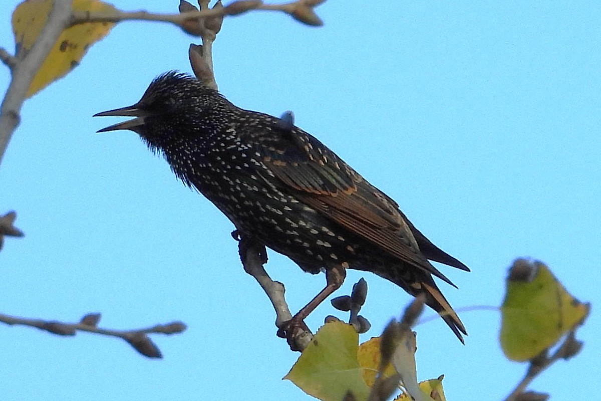 Шпак звичайний - ML645534783