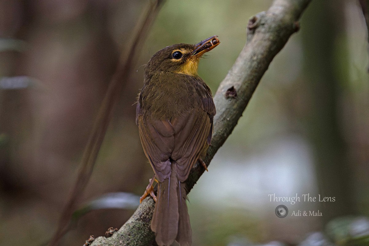 Тетрака короткодзьоба - ML645534784