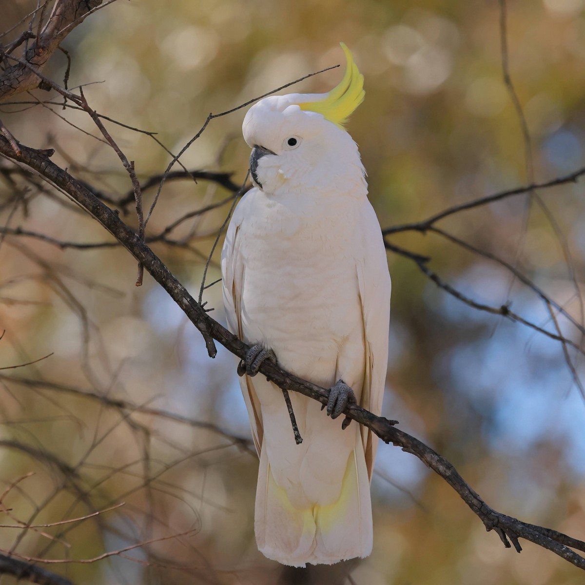 Какаду жовточубий - ML645534785