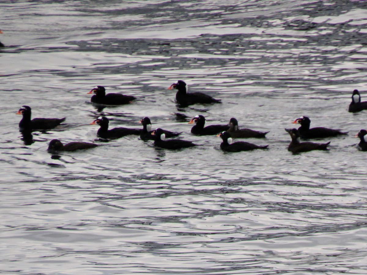 Турпан білолобий - ML645534786