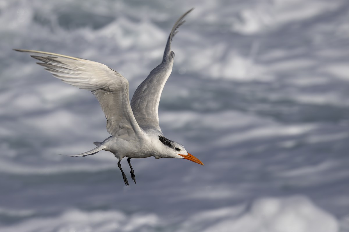 Крячок королівський - ML645534787