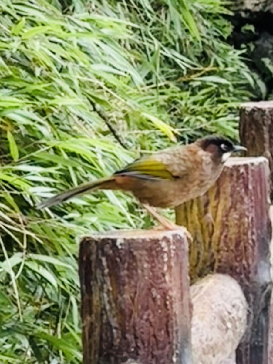 Чагарниця чорнощока - ML645534788