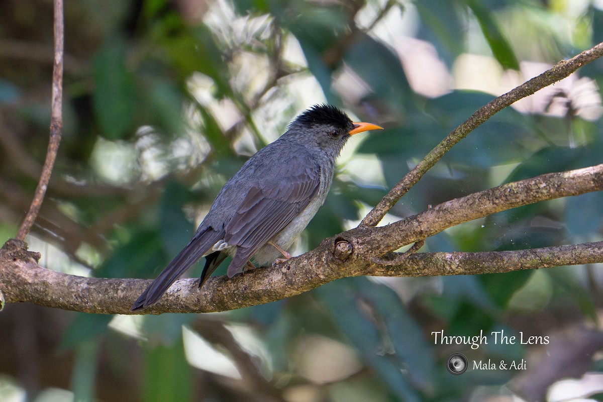 Горована мадагаскарська - ML645534789