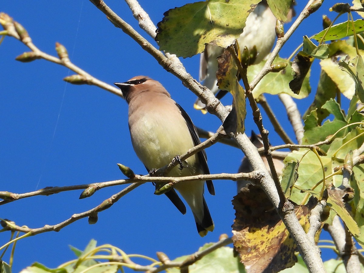 Омелюх американський - ML645534790