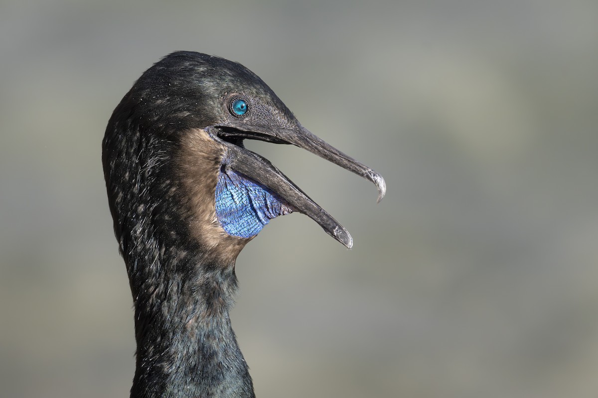 Баклан синьогорлий - ML645534791