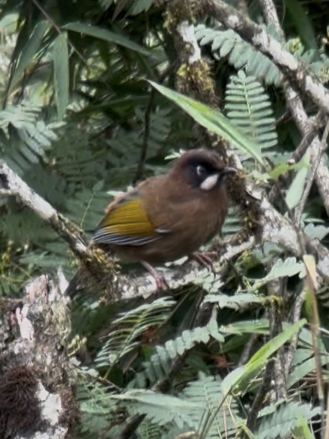 Чагарниця чорнощока - ML645534792