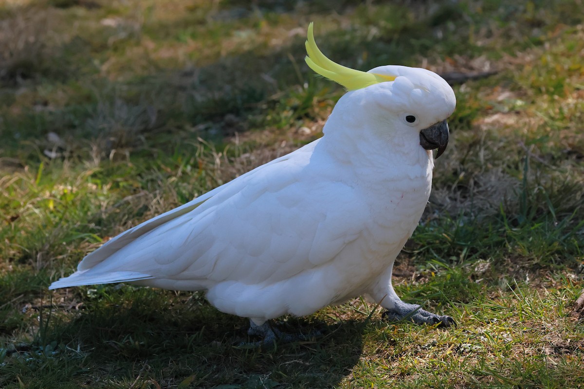 Какаду жовточубий - ML645534793