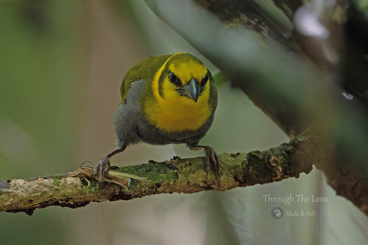 Ткачик мадагаскарський - ML645534794