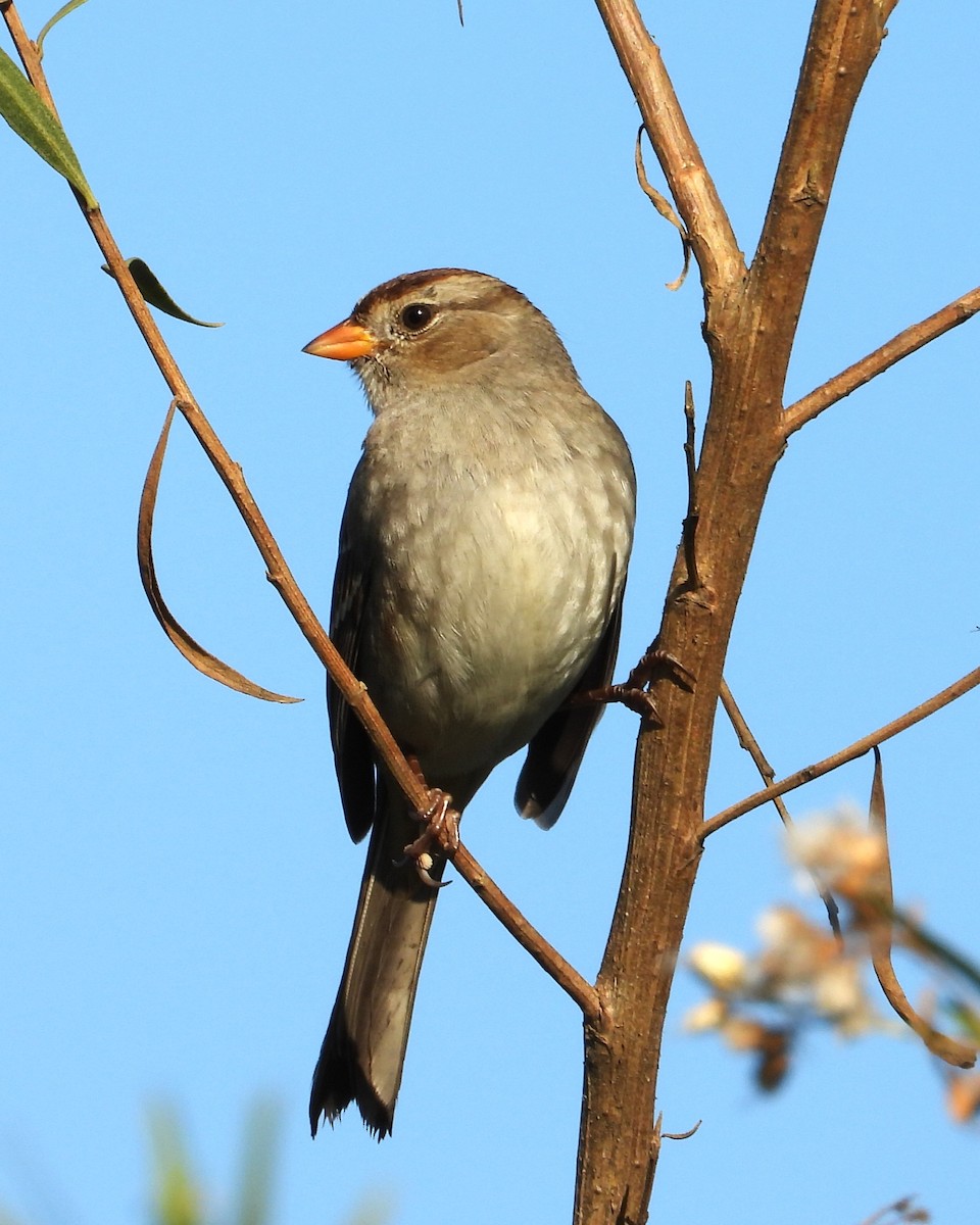 Бруант білобровий - ML645534795