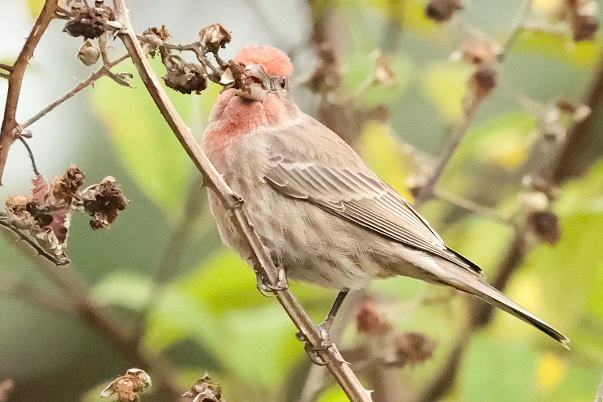 Чечевиця садова - ML645534796