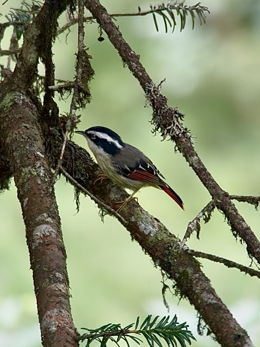 Мінла рудохвоста - ML645534797