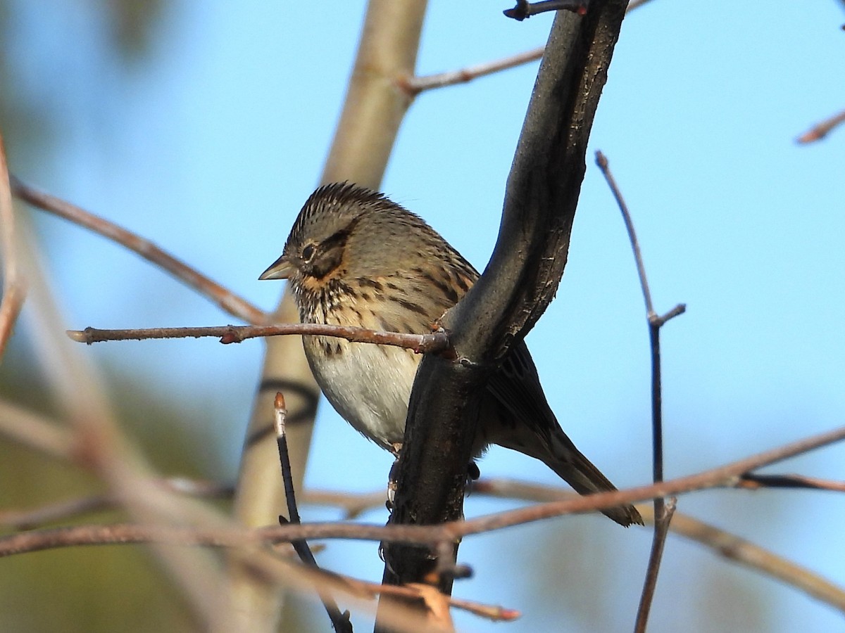 Lincoln's Sparrow - ML645534798