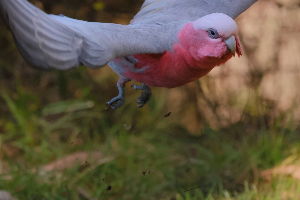 Galah - ML645534800