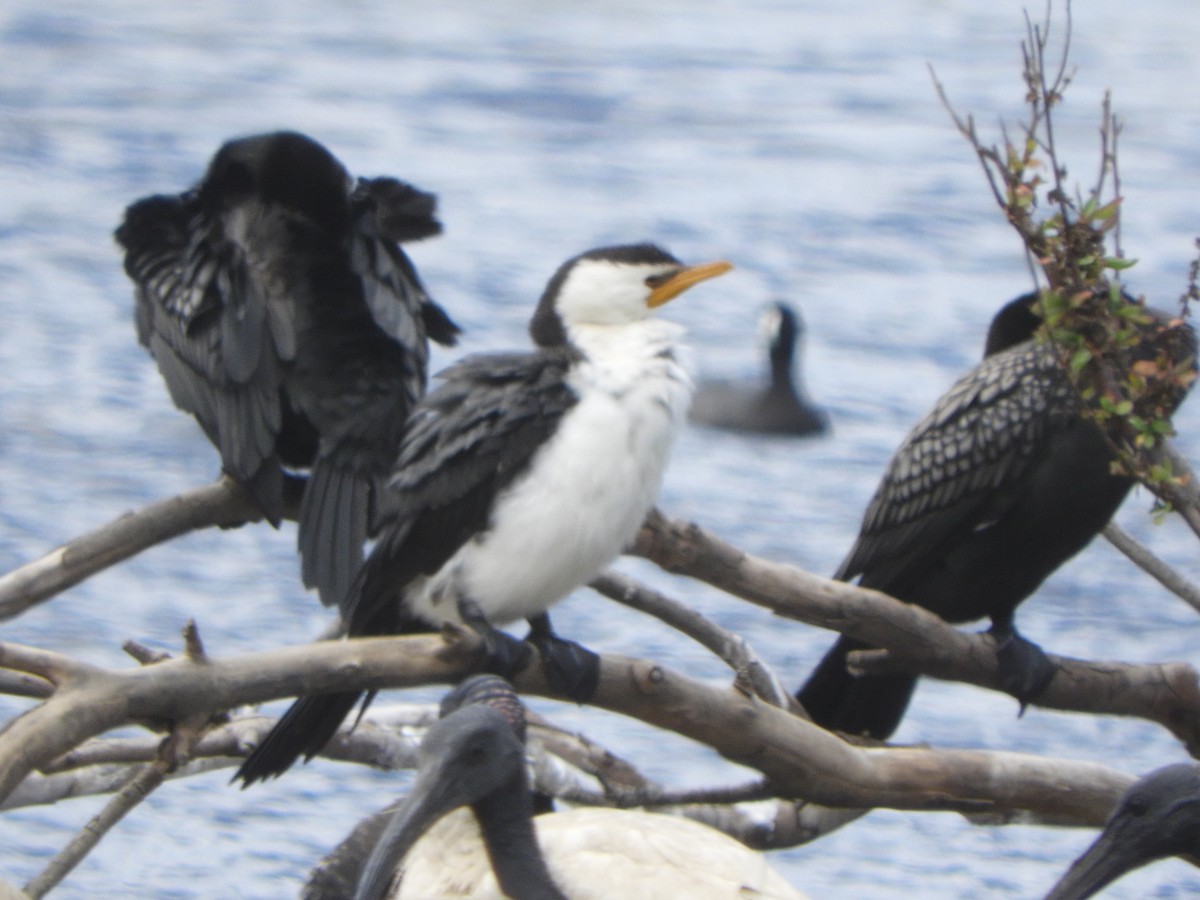 Little Pied Cormorant - ML645534801