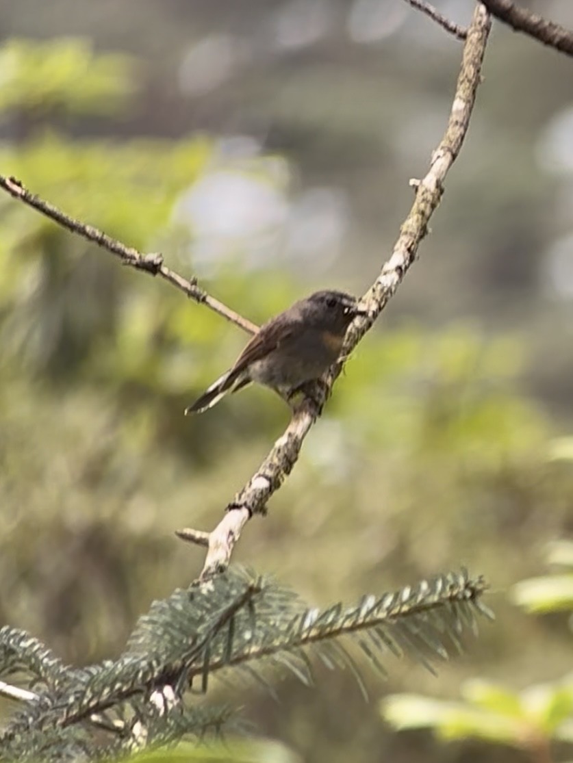 Rufous-gorgeted Flycatcher - ML645534804