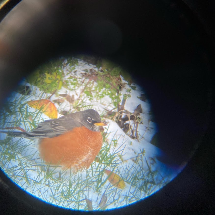 American Robin - ML645534805