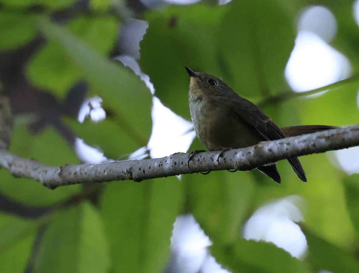 Slaty-blue Flycatcher - ML645534806