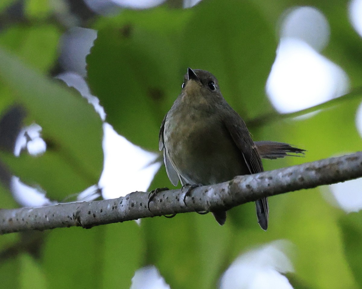 Slaty-blue Flycatcher - ML645534807