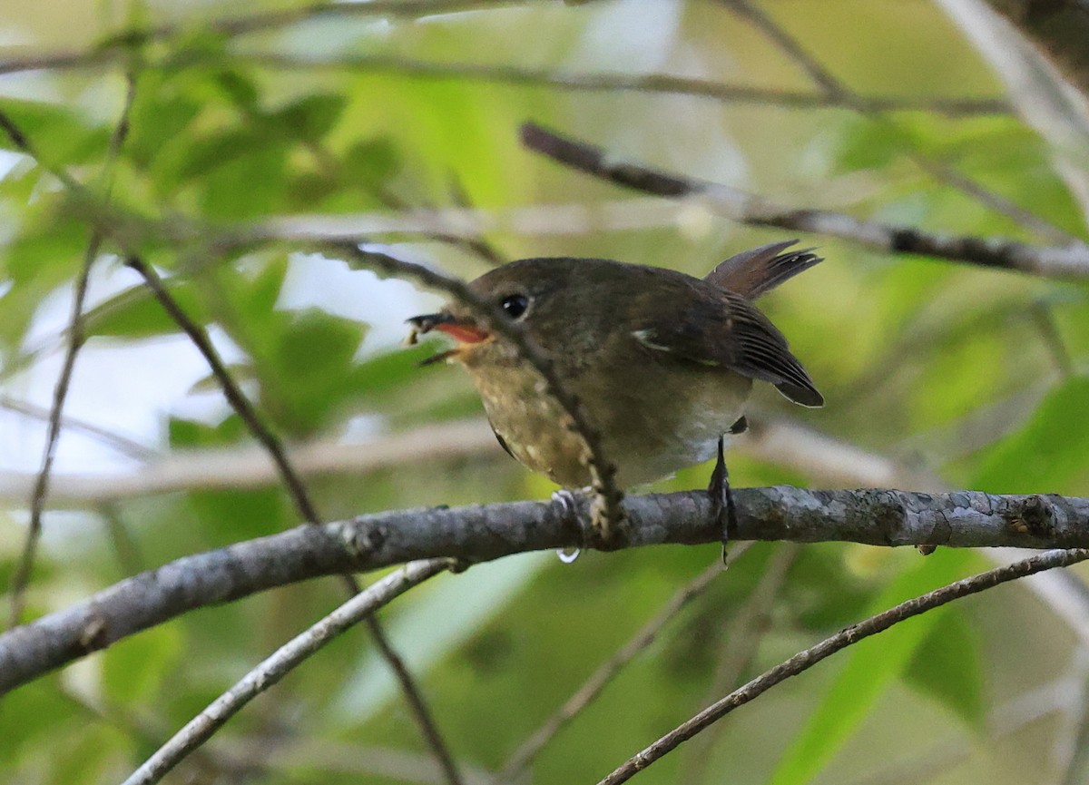 Slaty-blue Flycatcher - ML645534809