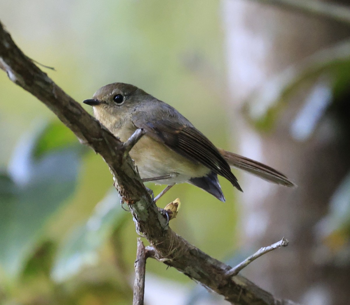Slaty-blue Flycatcher - ML645534810
