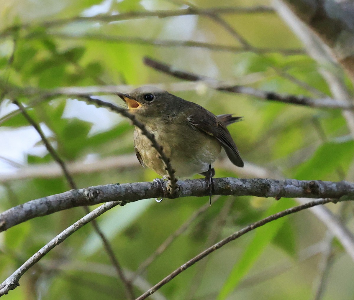 Slaty-blue Flycatcher - ML645534814