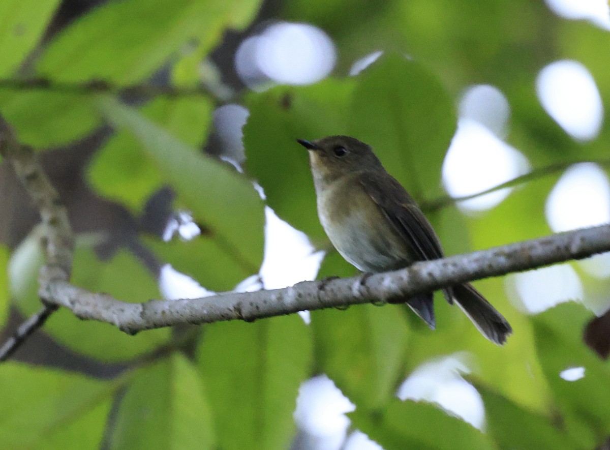 Slaty-blue Flycatcher - ML645534818