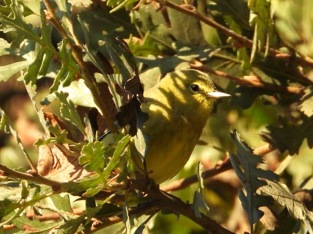 Orange-crowned Warbler - ML645534820