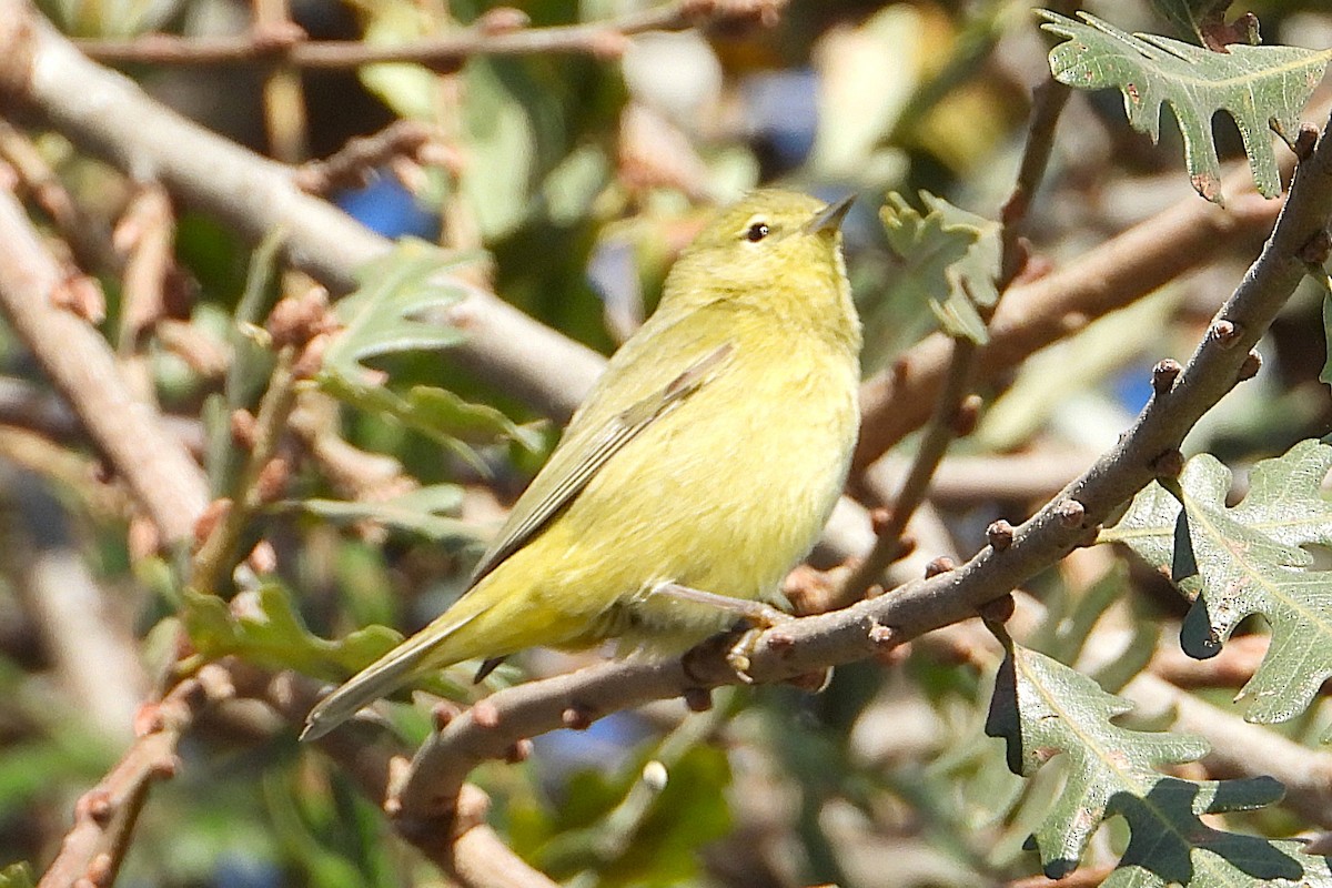 Orange-crowned Warbler - ML645534821