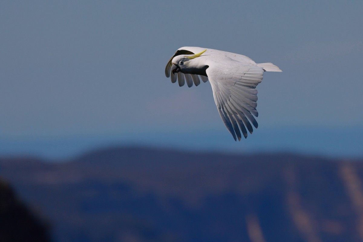 Sulphur-crested Cockatoo - ML645534824