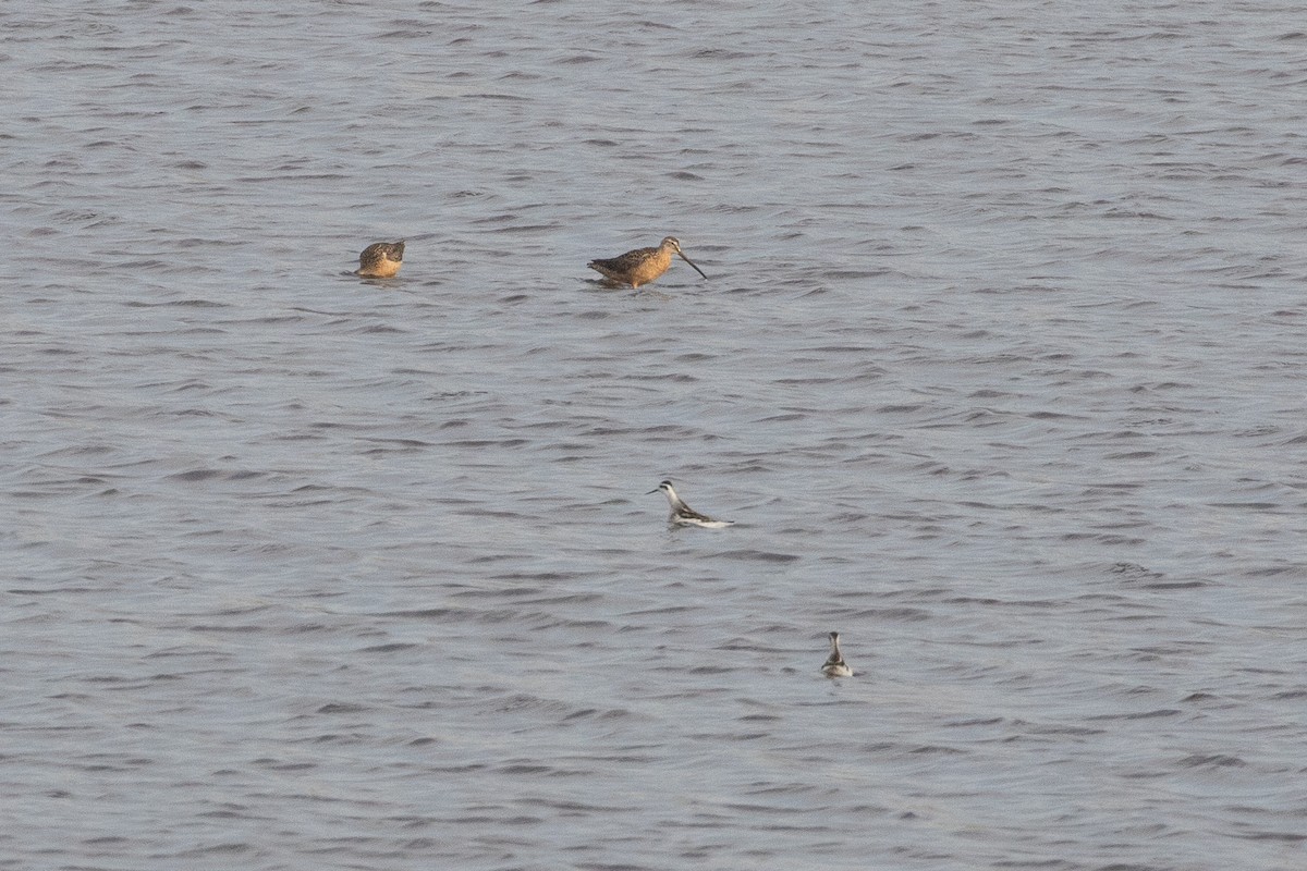 Red-necked Phalarope - ML645534825
