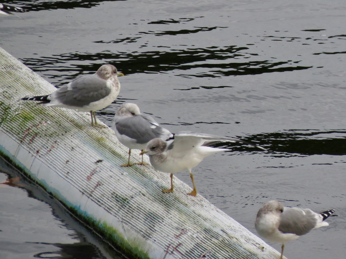 Short-billed Gull - ML645534827