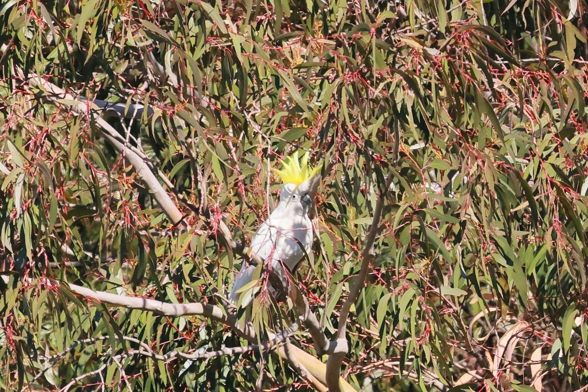 Sulphur-crested Cockatoo - ML645534828