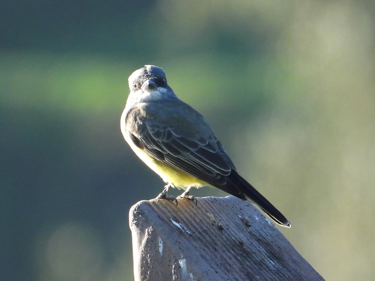 Cassin's Kingbird - ML645534829