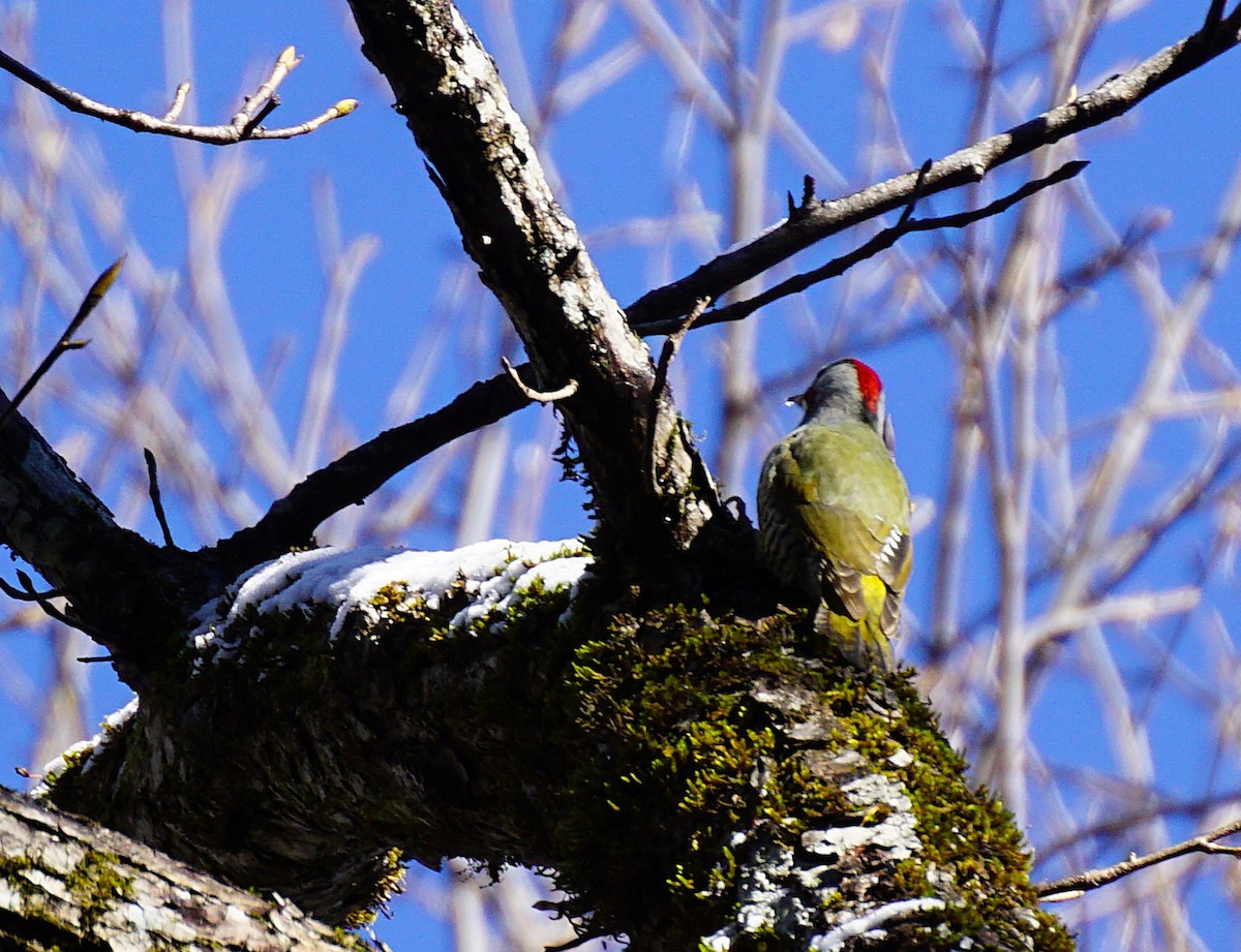 Japanese Woodpecker - ML645534831