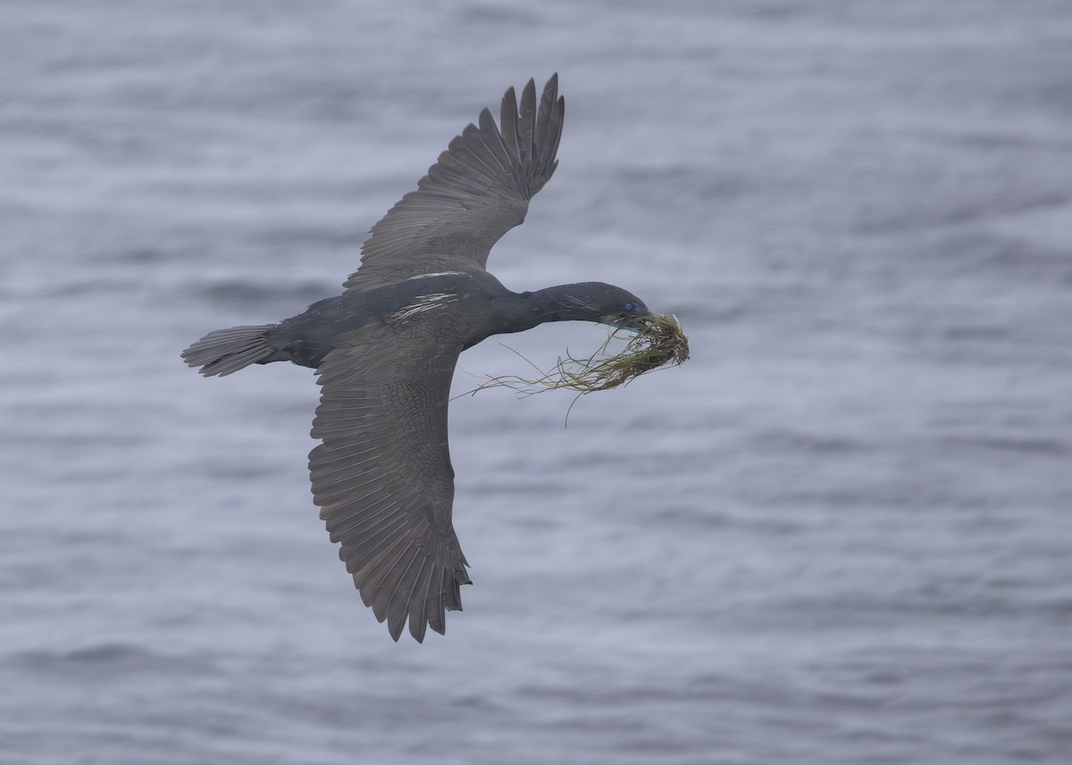 Brandt's Cormorant - ML645534833