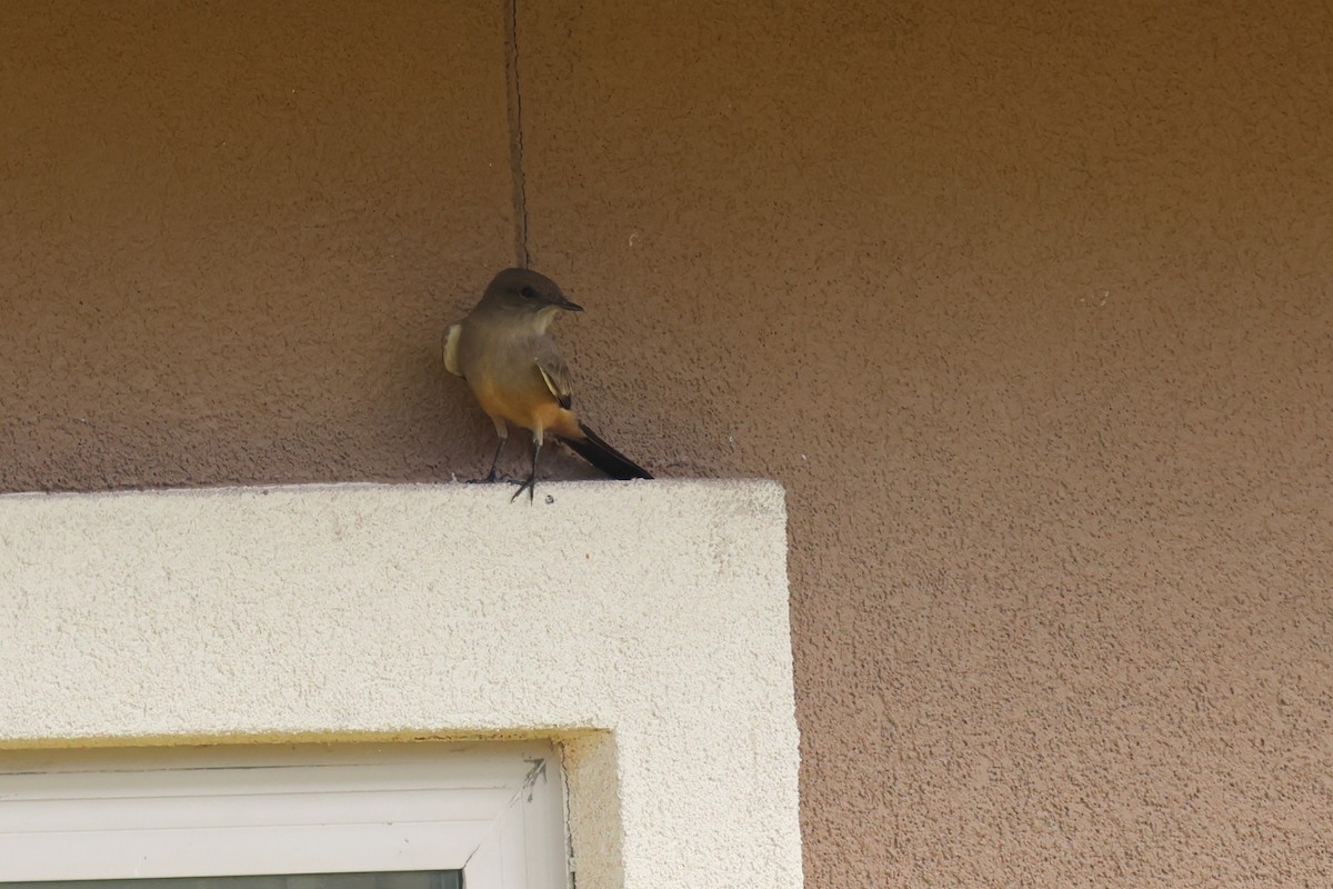 Say's Phoebe - ML645534834