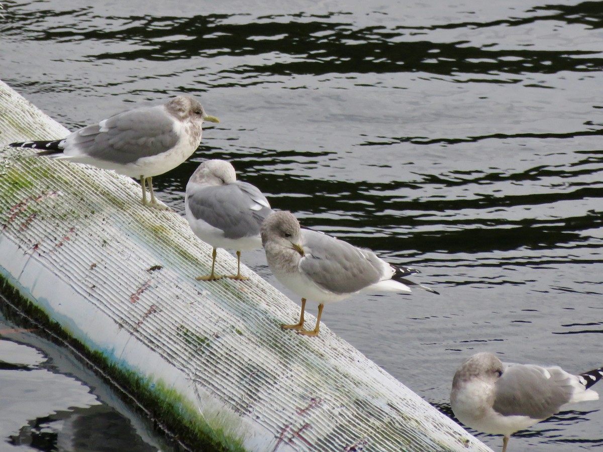 Short-billed Gull - ML645534835