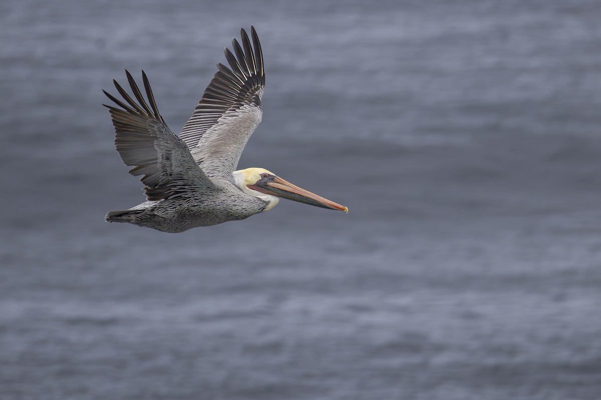 Pelikano arrea - ML645534839