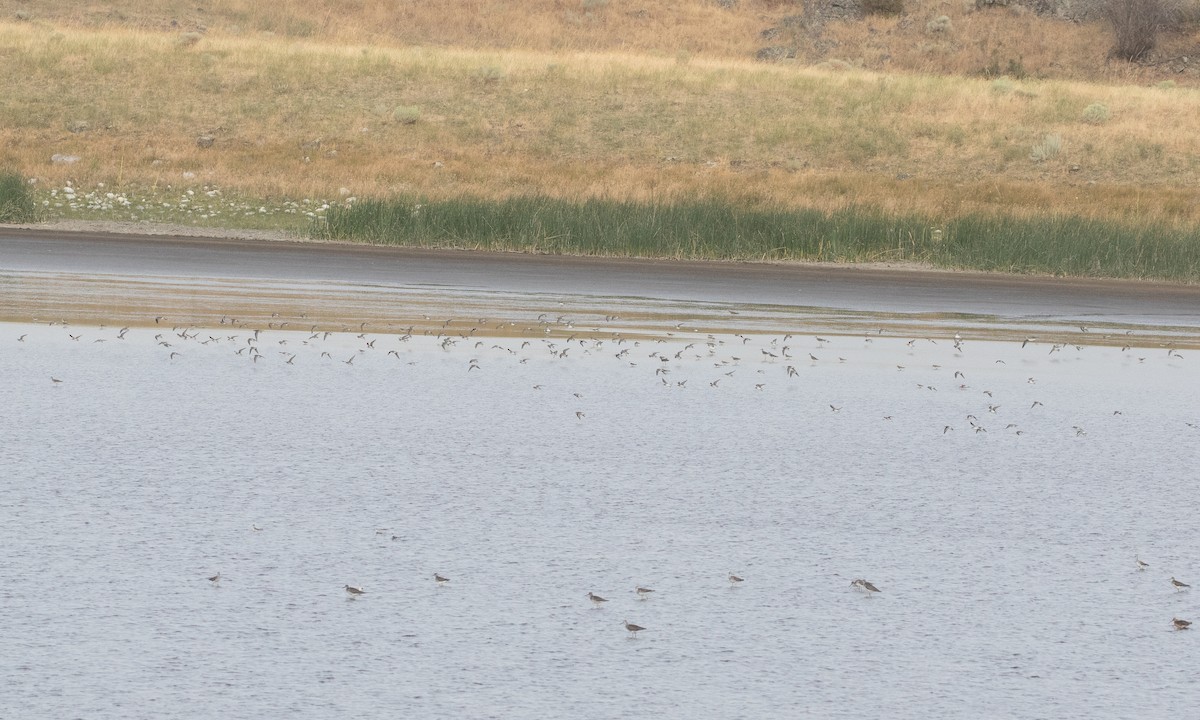 Baird's Sandpiper - ML645534840