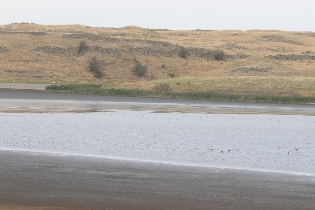 Baird's Sandpiper - ML645534841