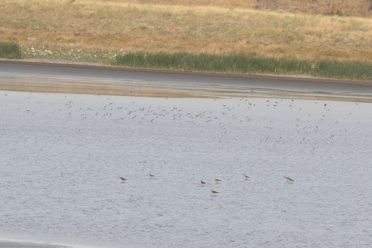 Baird's Sandpiper - ML645534842