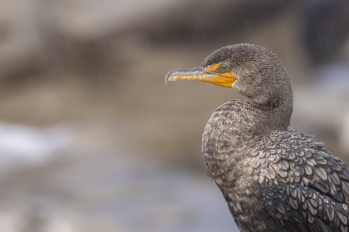 Double-crested Cormorant - ML645534843